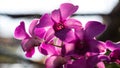 Orchid purple backlit bokeh.