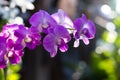 Orchid purple backlit bokeh.