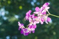 Orchid purple color Thai species with background Royalty Free Stock Photo