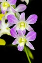 Orchid purple color Thai species