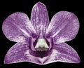 Orchid purple flower, black isolated background with clipping path. Closeup. no shadows. for design. Royalty Free Stock Photo