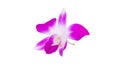 Orchid purple flower delicate beautiful isolated on white background and clipping path Royalty Free Stock Photo