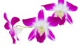 Orchid purple flower delicate beautiful isolated on white background and clipping path Royalty Free Stock Photo