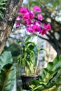 orchid, purple orchid, orchid flower in nature garden Royalty Free Stock Photo
