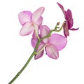 Orchid purple flower on stem isolated on white background, back view Royalty Free Stock Photo