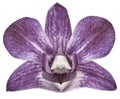 Orchid purple flower, white isolated background with clipping path. Closeup. no shadows. for design. Royalty Free Stock Photo