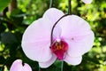 Orchid purple flowers or violet floral mauve blossom and green leaf plant tree in garden park tropical freshness for thai people Royalty Free Stock Photo
