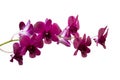 Orchid purple flowers on white background Royalty Free Stock Photo
