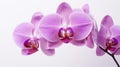 orchid purple flowers white background Royalty Free Stock Photo