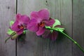 Orchid