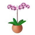 Purple beautiful orchid in a clay pot. Isolated white background. Royalty Free Stock Photo