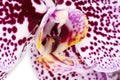 Orchid Purple Macro