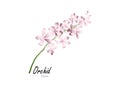 Orchid,purple orchid on white background,vector illustration