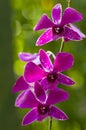 Orchid (Purple Violet) Royalty Free Stock Photo