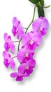 Orchid