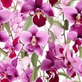 Orchid Radiance Floral Background Royalty Free Stock Photo