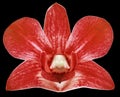 Orchid red flower, black isolated background with clipping path. Closeup. no shadows. for design. Royalty Free Stock Photo