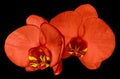 Orchid red flower isolated on black background with clipping path. Closeup. Red phalaenopsis flower with red-yellow lip. Royalty Free Stock Photo