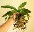 Orchid repotting concept. Ochid in the hand with a lot of roots