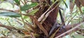 orchid roots, Epiphytic Orchid
