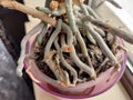 Orchid roots in the pot - plants