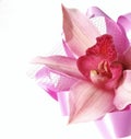 Orchid with satin ribbon Royalty Free Stock Photo