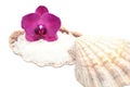 Orchid on a seashell with sea salt