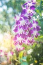 Orchid see through glass. Royalty Free Stock Photo