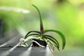 Orchid seedling and orchid care concept. Royalty Free Stock Photo