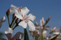 White flower - orchid