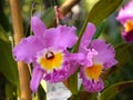 Orchid Royalty Free Stock Photo