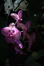 Orchid in the shade and light Royalty Free Stock Photo