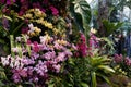 The 2016 Orchid Show 50