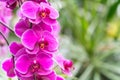 Orchid shrubs isolated. other plants in the blurred background