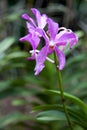 Orchid in Singapore Botannical Gardens Royalty Free Stock Photo