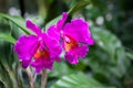 Orchid in Singapore Botannical Gardens Royalty Free Stock Photo