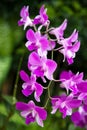 Orchid in Singapore Botannical Gardens Royalty Free Stock Photo