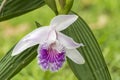 Orchid Sobralia rosea