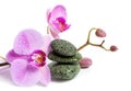 Orchid and spa stones on a white background. Beautiful pink flowers on a branch. Royalty Free Stock Photo