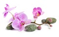 Orchid and spa stones on a white background. Beautiful pink flowers on a branch. Royalty Free Stock Photo