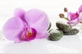 Orchid and spa stones on a white background. Beautiful pink flowers on a branch. Royalty Free Stock Photo