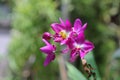 Orchid Spathoglottis