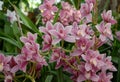 Orchid species, beautiful pink orchid blossoms