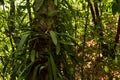 Orchid species that coexist with large tree in rainforest Thailand