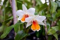 Orchid species `Dendrobium cruentum Rchb.f.` is grown in greenhouses