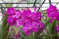 Orchid species `Mikasa` pink that is cultivated in the farm