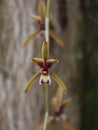 Orchid species