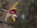Orchid species