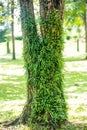 Orchid sprouting on the big tree. Interdependence concept. eipghyte plants. commensalism life of plant concepts. green nature hair Royalty Free Stock Photo