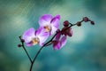 Orchid Royalty Free Stock Photo